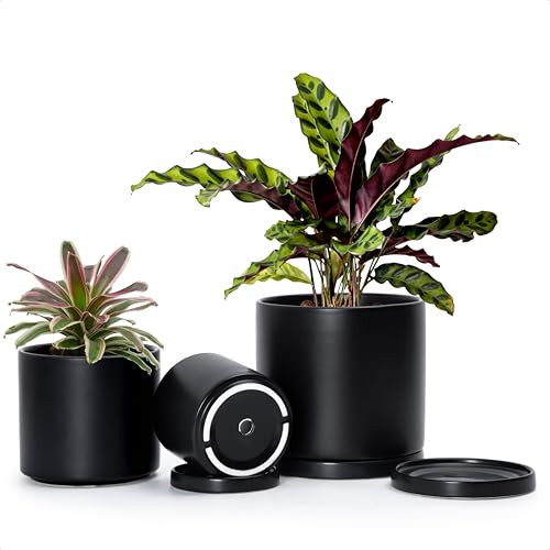 D'vine Dev Black Terracotta Pots for Plants, 4.2 Inch 5.3 Inch 6.5 Inch, Succulent Planter Pot with Drainage and Saucer, 40-T-A-2 | Amazon (US)