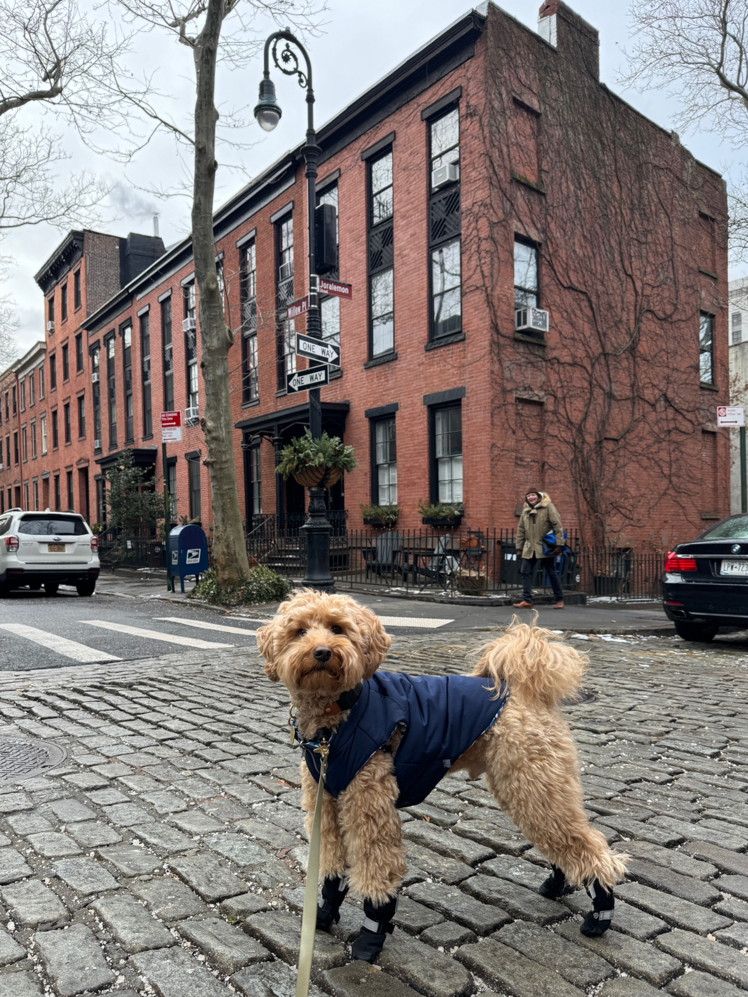 Linking brooks’ dog booties here for easy shopping — he wears a size 2. These are the best dog boots ever! #dog #puppyessentials #puppy 

#LTKGiftGuide #LTKSeasonal