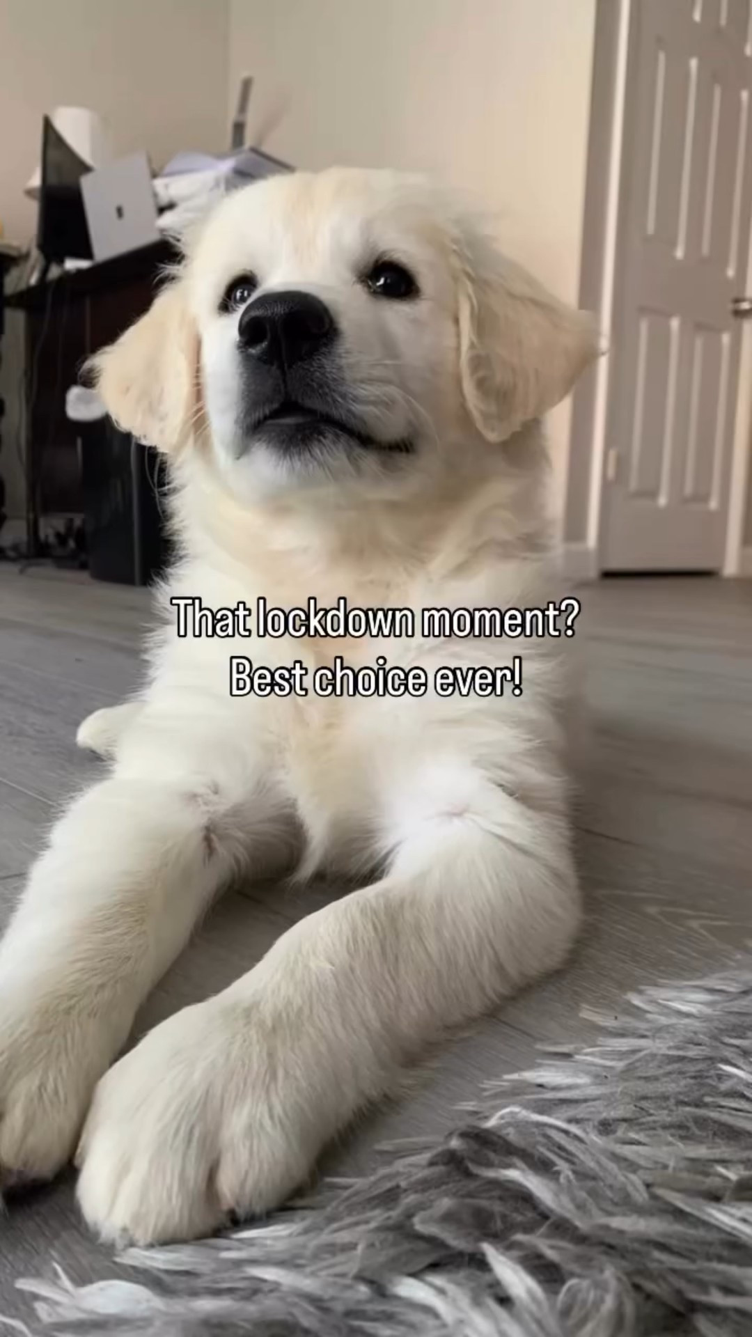 Five years ago she sat at my feet and that was it. We’ve been wrapped around her paw ever since!  #petlovers #goldenretriever #huskymix #doglovers #bestdecision