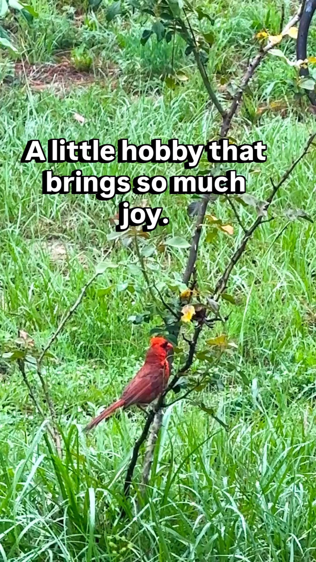 The best little hobby…brings joy and sweet little visitors! Get winter ready too!

#LTKSeasonal #LTKHome #LTKdayinmylife