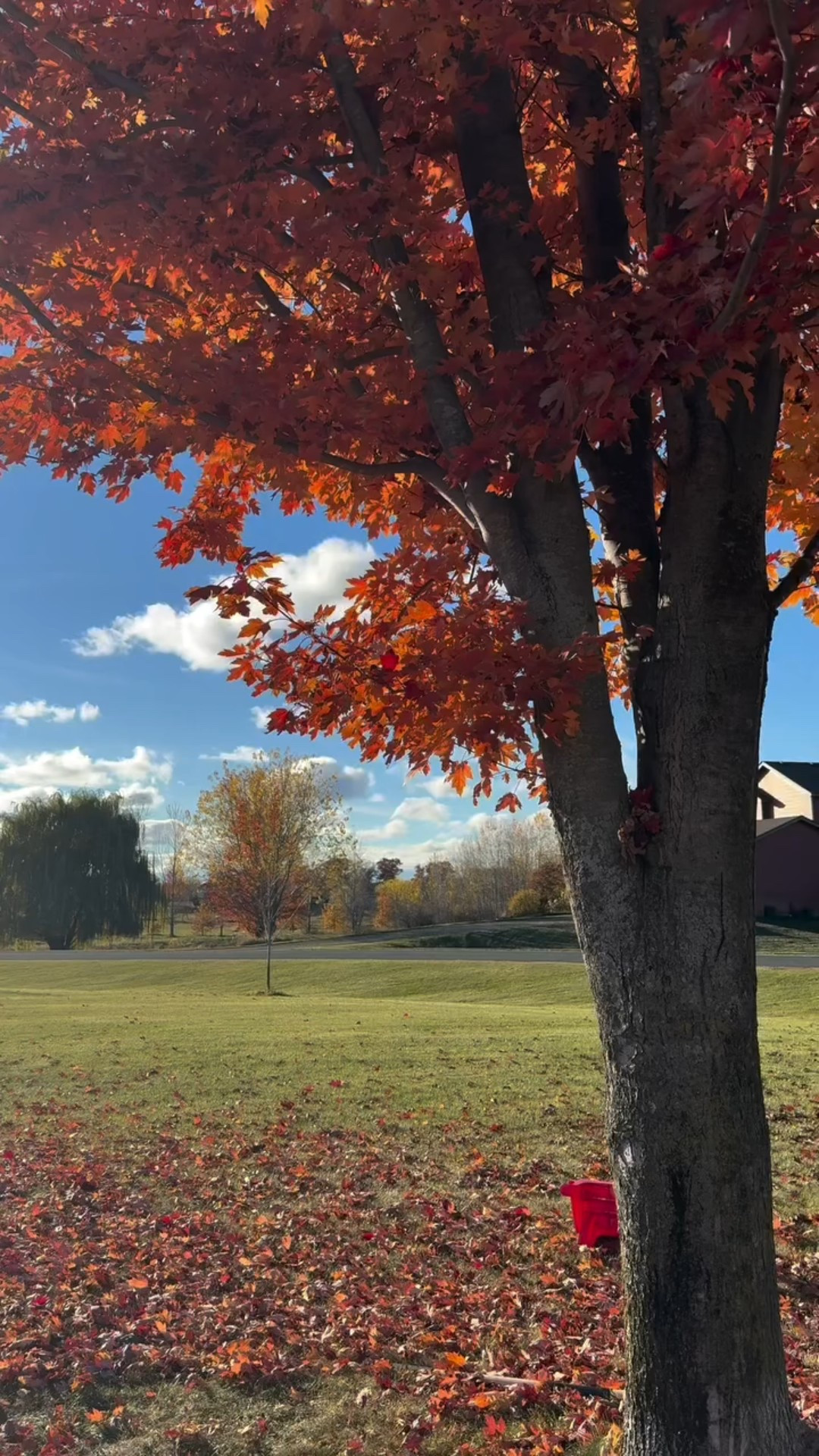 Free mulch alert! 🍁 Instead of raking and dumping, try this trick to protect your soil all winter long 🌱

 #homestead #mulch #gardentips #fallgarden