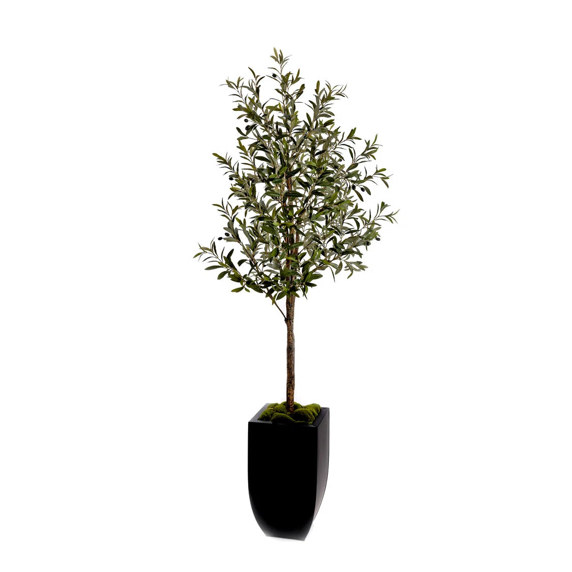 80"H Olive Tree With Faux Moss In Black Tapered Tin Planter | Perigold
