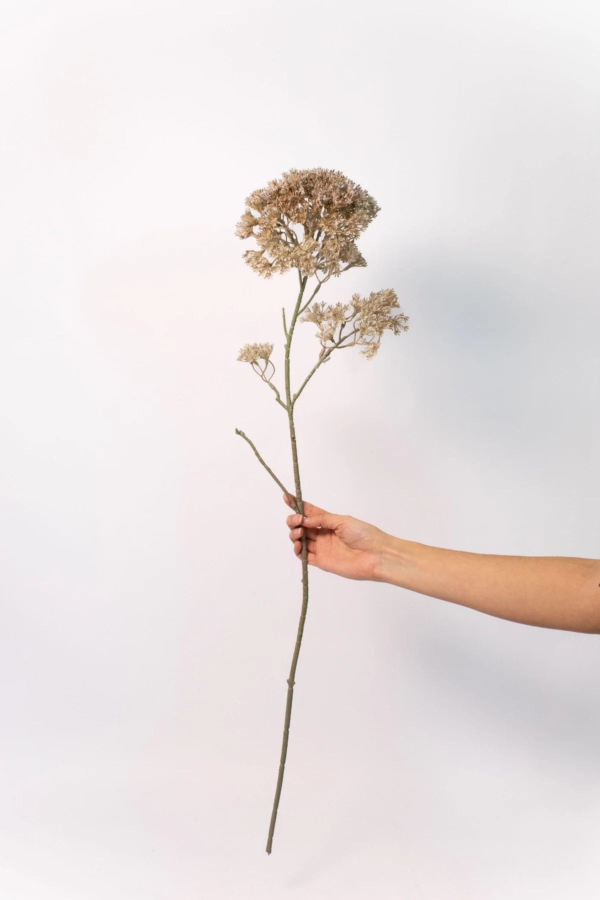 Lace Flower Stem - 34" | THELIFESTYLEDCO