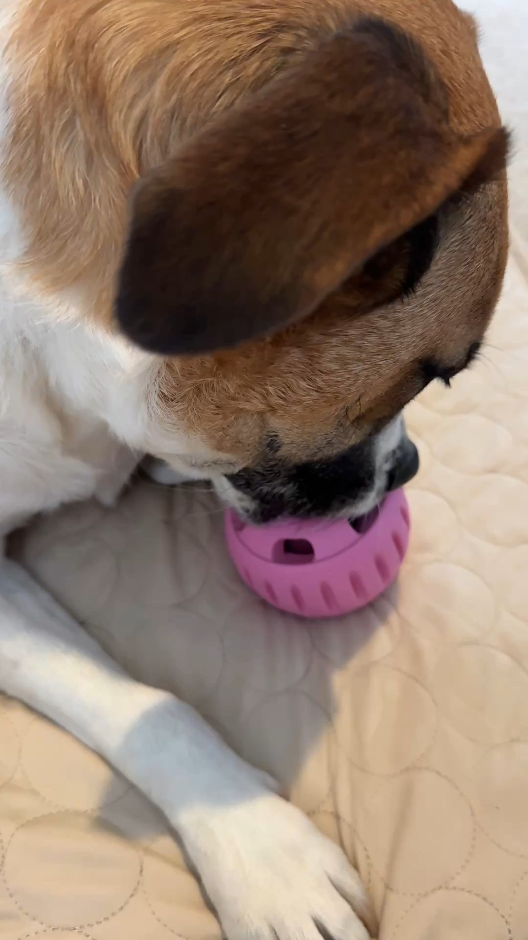 Perfect gift for your pup! 🐶 keeps them busy and safe to be used alone. 

#LTKFindsUnder50 #LTKGiftGuide