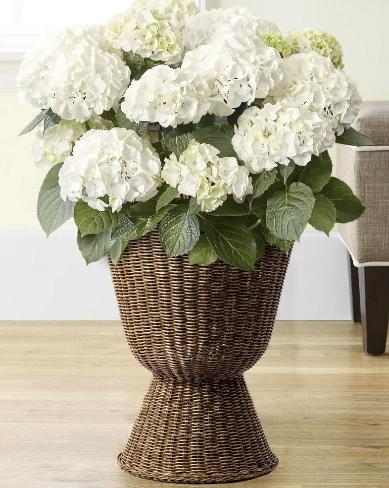 Lined, urn-style planters in PERFECT shade of brown?! YES, please!! 😍
