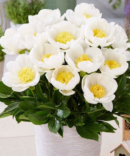 Van Zyverden Dublin For Containers Patio Peony Root | Zulily