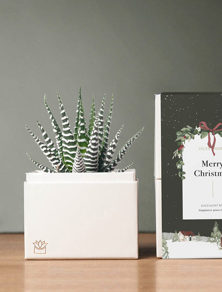 Christmas Petite Zebra Garden | Lula's Garden