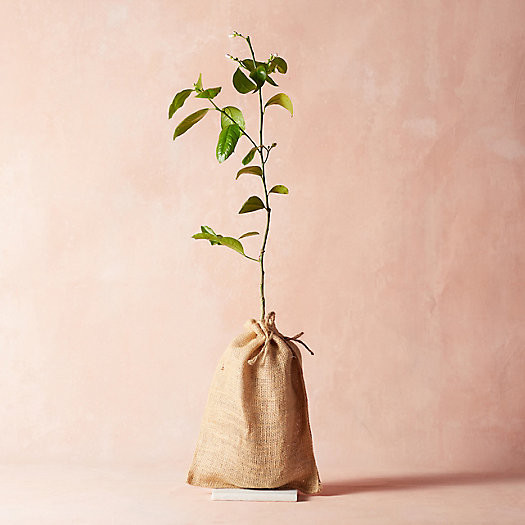 Meyer Lemon Tree, Burlap Cover | Terrain