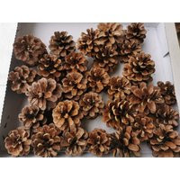 Pinecones 25Pcs - Organic Pine Tree Cones For Diy Crafts Size 7-8cm 2.8 -3.2 Inches, 100% Natural Cones/ Bio | Etsy (US)