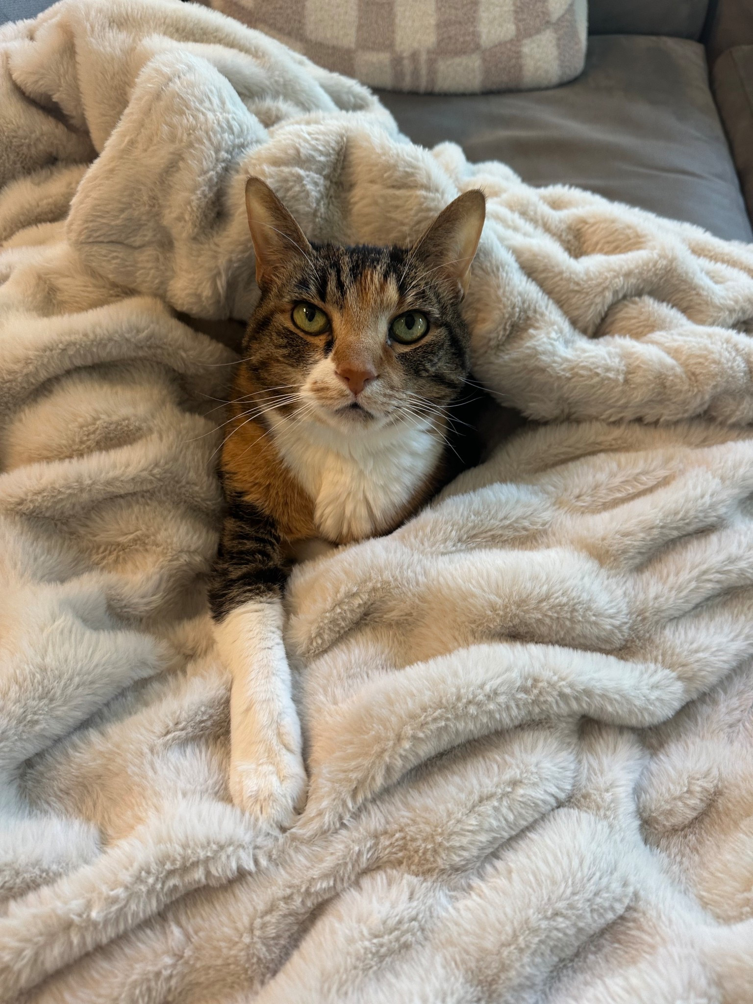 Lola blanket
Cats
Pets


#LTKHome