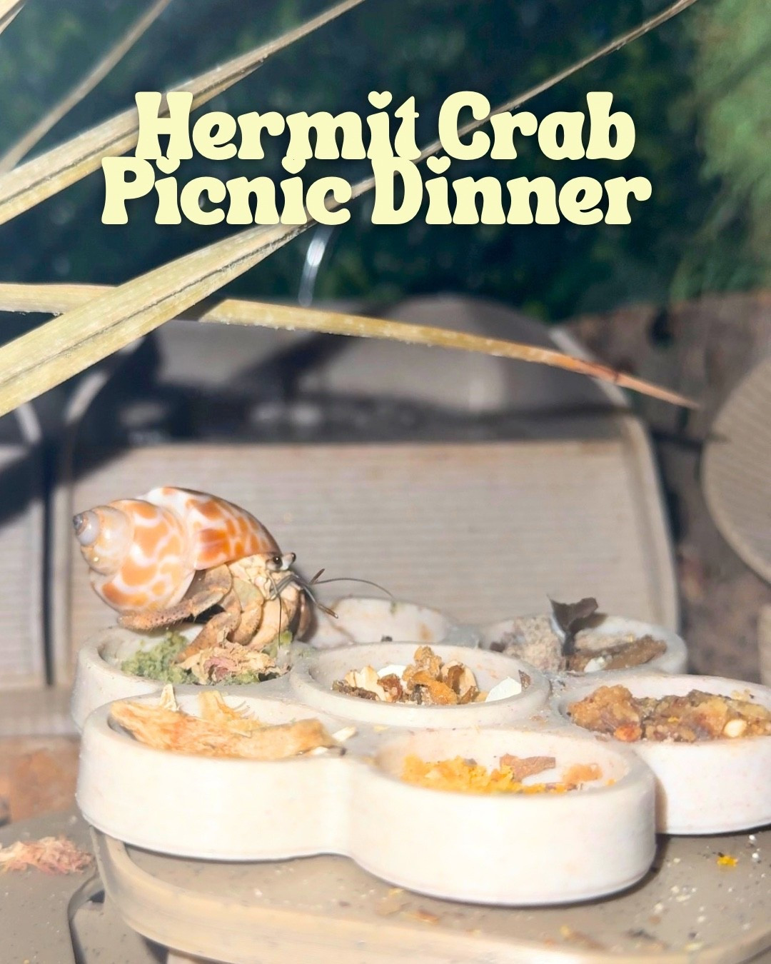 Hermit crab picnic table dinner