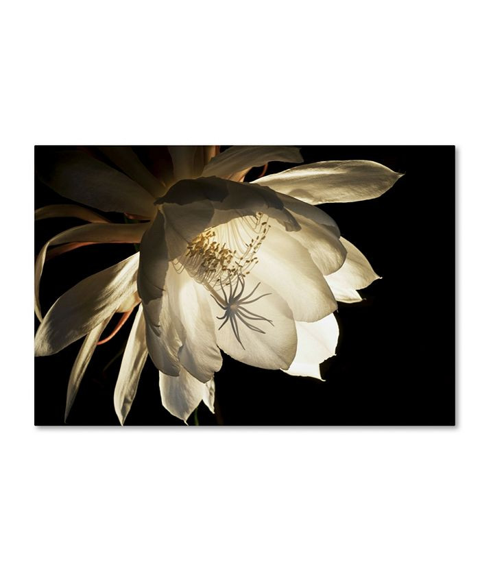 Trademark Global Kurt Shaffer 'Midnight Portrait' Canvas Art - 30 | Macys (US)