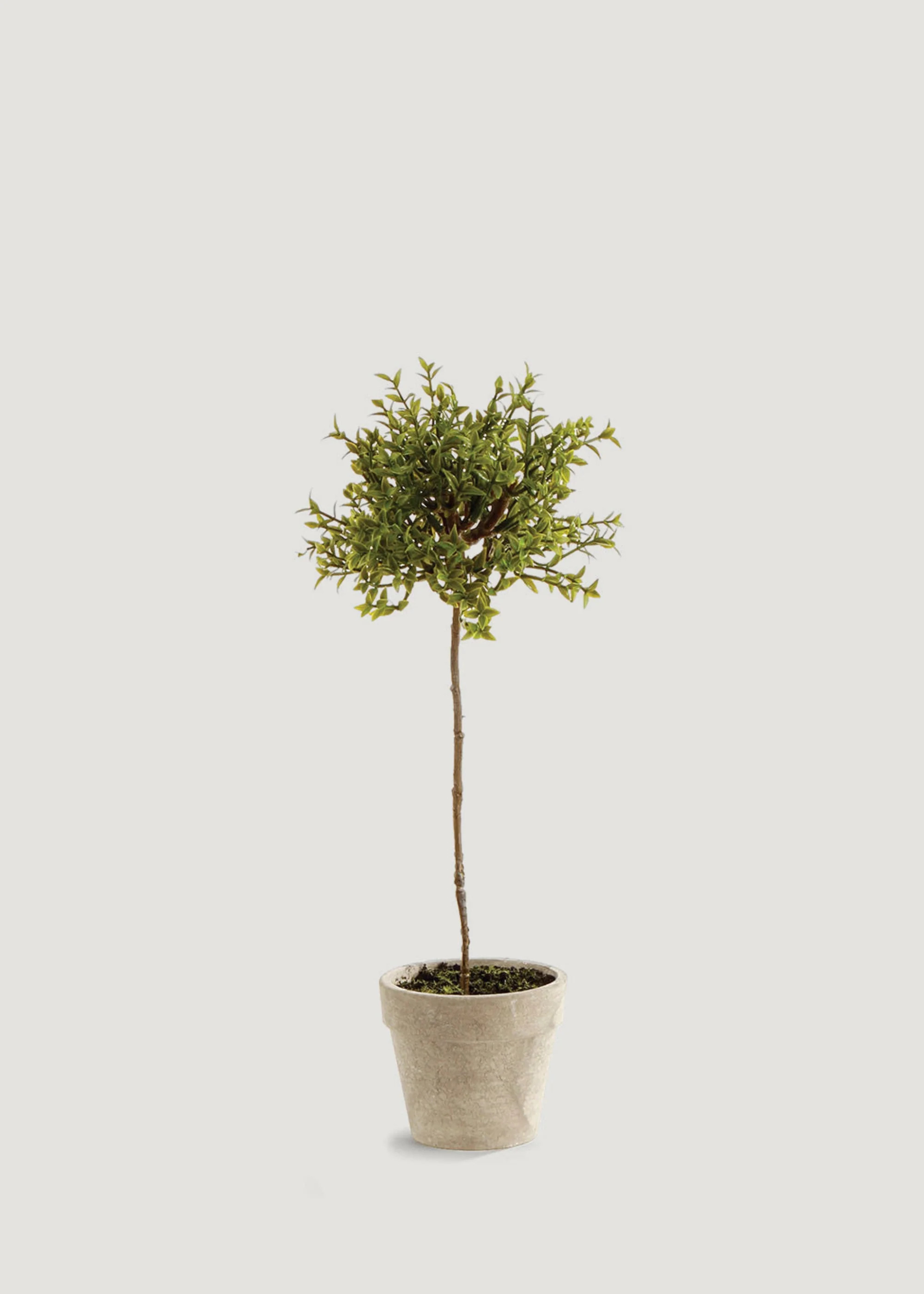 Artificial Thyme Topiary in Pot | Fake Potted Plants at Afloral | Afloral