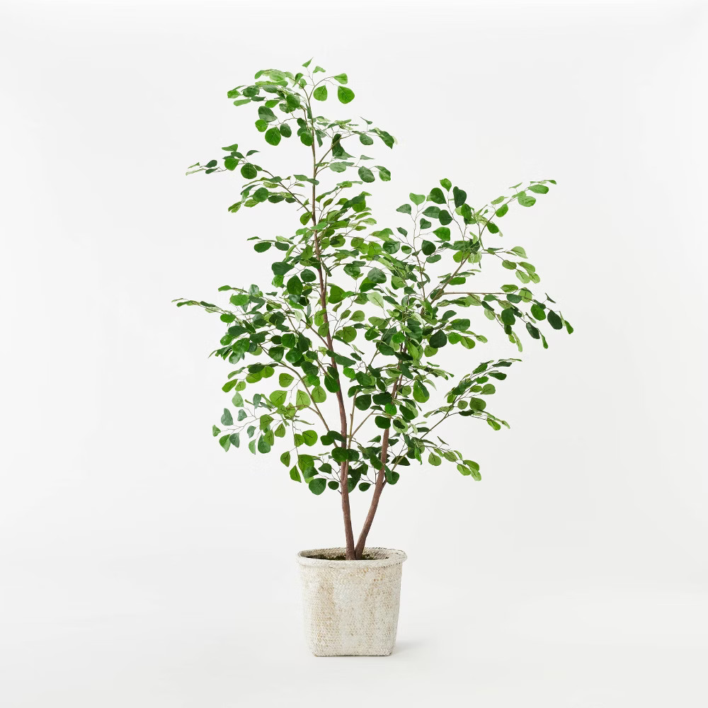 Triangle Ficus Tree - Threshold designed with Studio McGee | Target