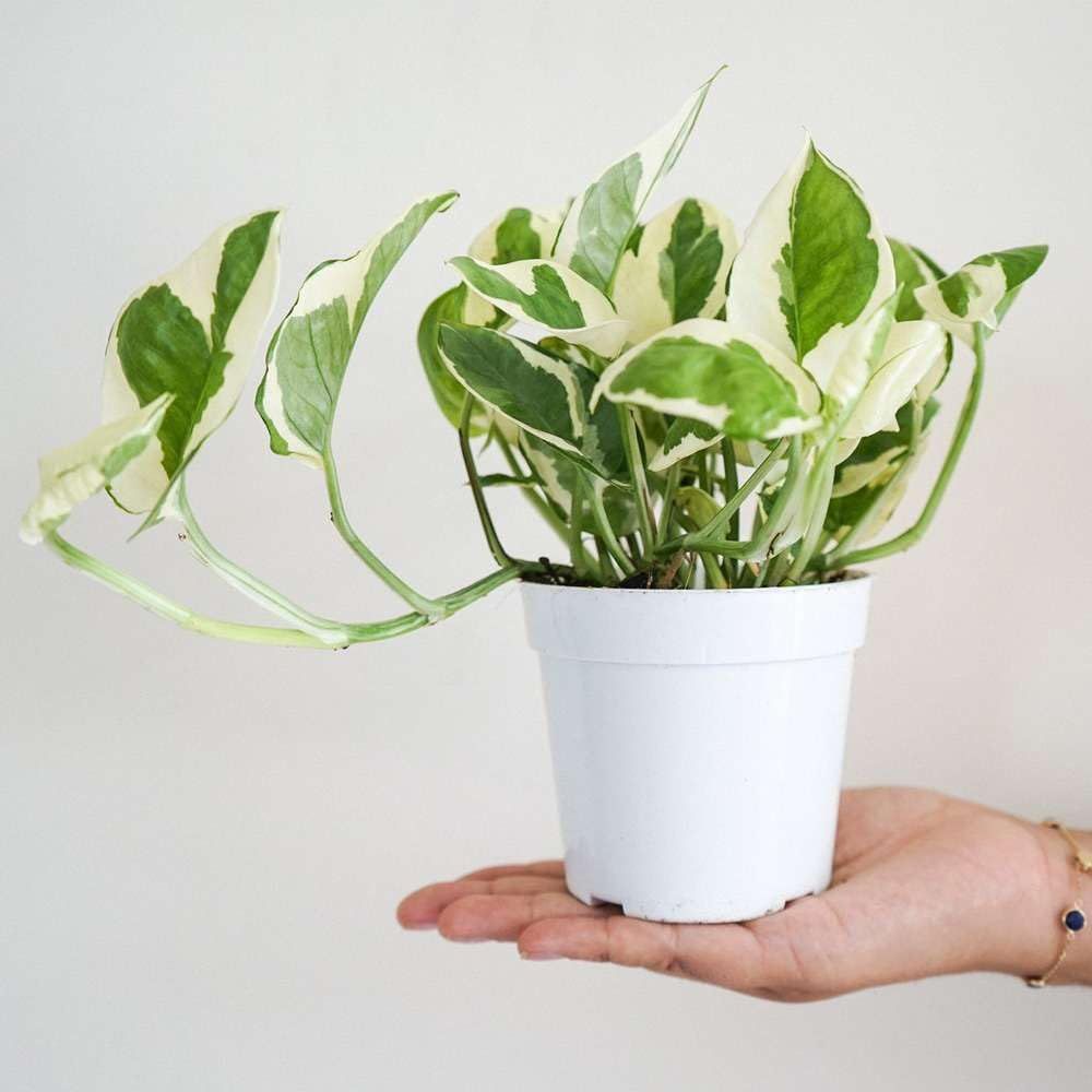 Pothos 'N'joy' Live Plant for Indoor | Different Houseplants in 4'' & 6'' Pot | Real House Plant ... | Amazon (US)