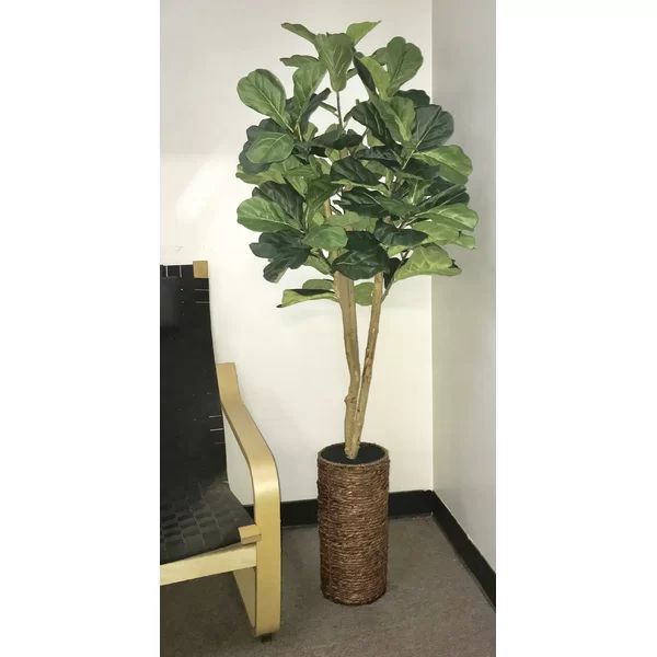 49" Fiddle Leaf Fig Tree in Basket | Wayfair Professional