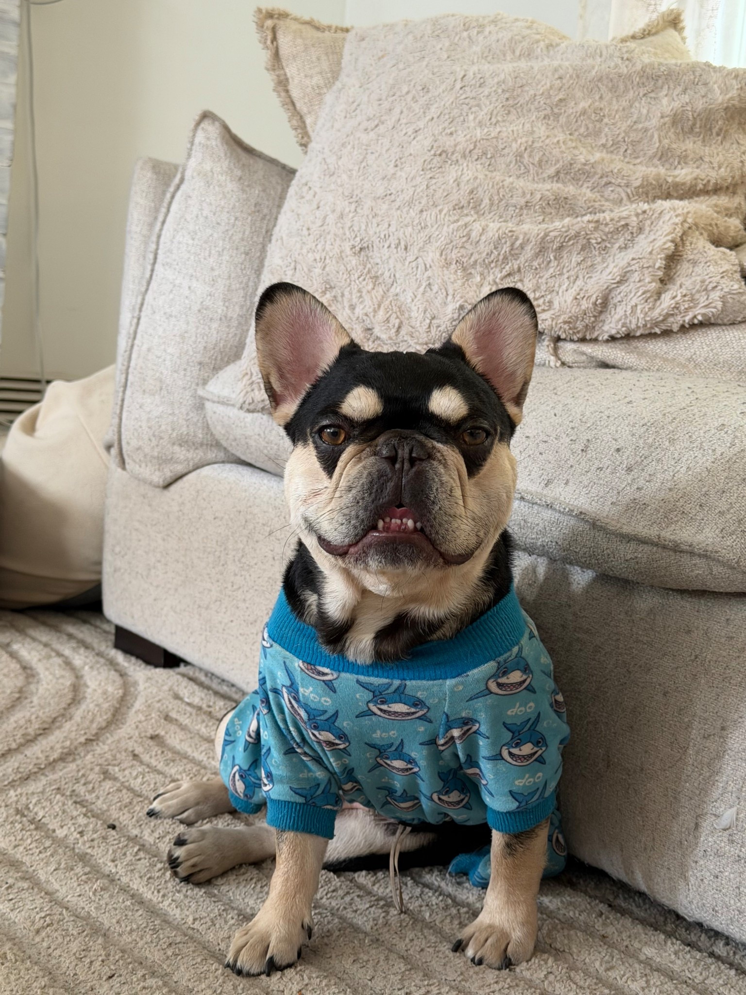 Doggie Jammie’s are the way to go #ltkpets 

#LTKSaleAlert #LTKdayinmylife