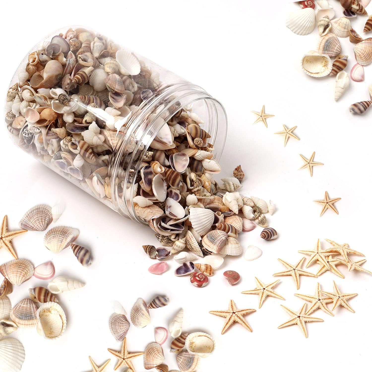 1200 Pieces Tiny Sea Shells Small Natural Starfish Mixed Ocean Beach Spiral Seashells for Home De... | Amazon (US)