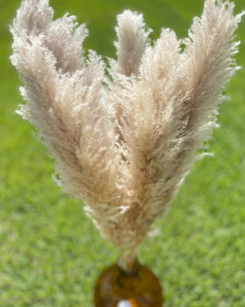 Beige Pampas Grass Stems, 3ft Fluffy Boho Wedding Decor, 5 Pcs - Etsy | Etsy (Global)