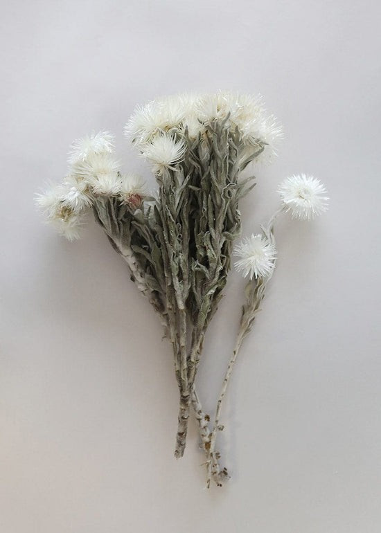 Natural White Dried Everlasting Daisies - 12-15 | Afloral (US)