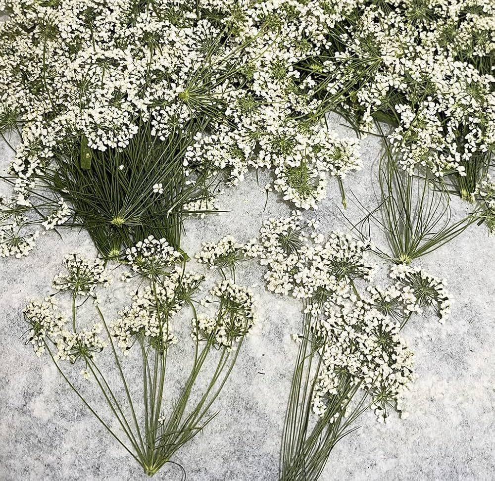 UOKWIWI 12 pcs White Queen Anne's Lace with Stem Real Natural Dried Pressed Flowers for Resin Art... | Amazon (US)