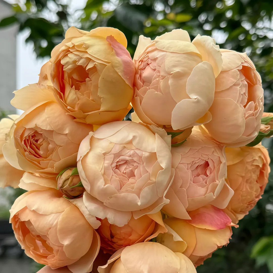 Rose Ausjo.  Own root plant. | Etsy (US)