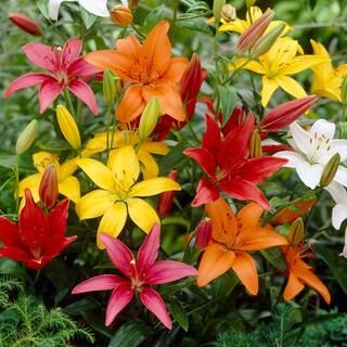 Garden State Bulb Lily Asiatic Mixed Bulbs (40-Count/Pack)-HOS19-01 - The Home Depot | The Home Depot