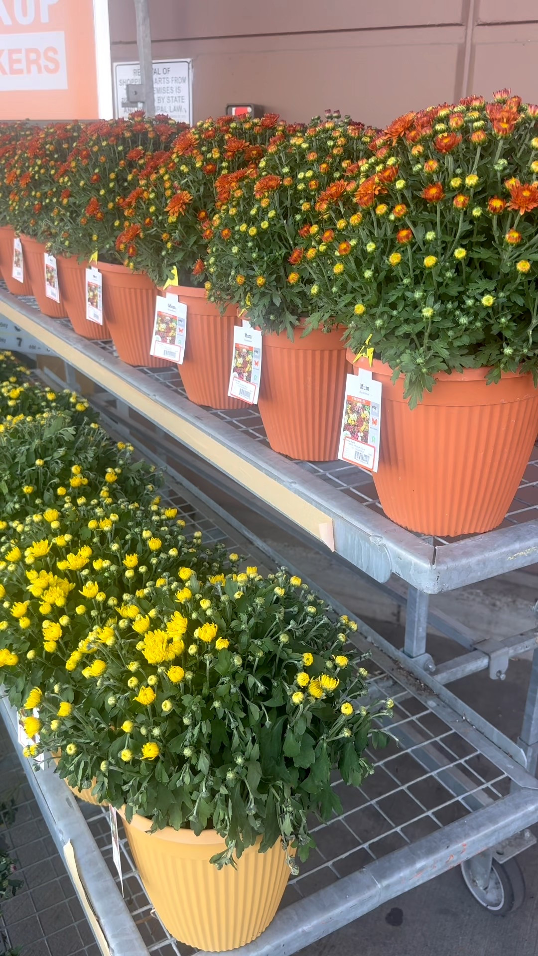 All the fresh mums for fall just arrived in stores! 🍂
Can’t make it in person? No worries—every single one is available for delivery too! ✨

#LTKSeasonal #LTKStyleTip #LTKHome