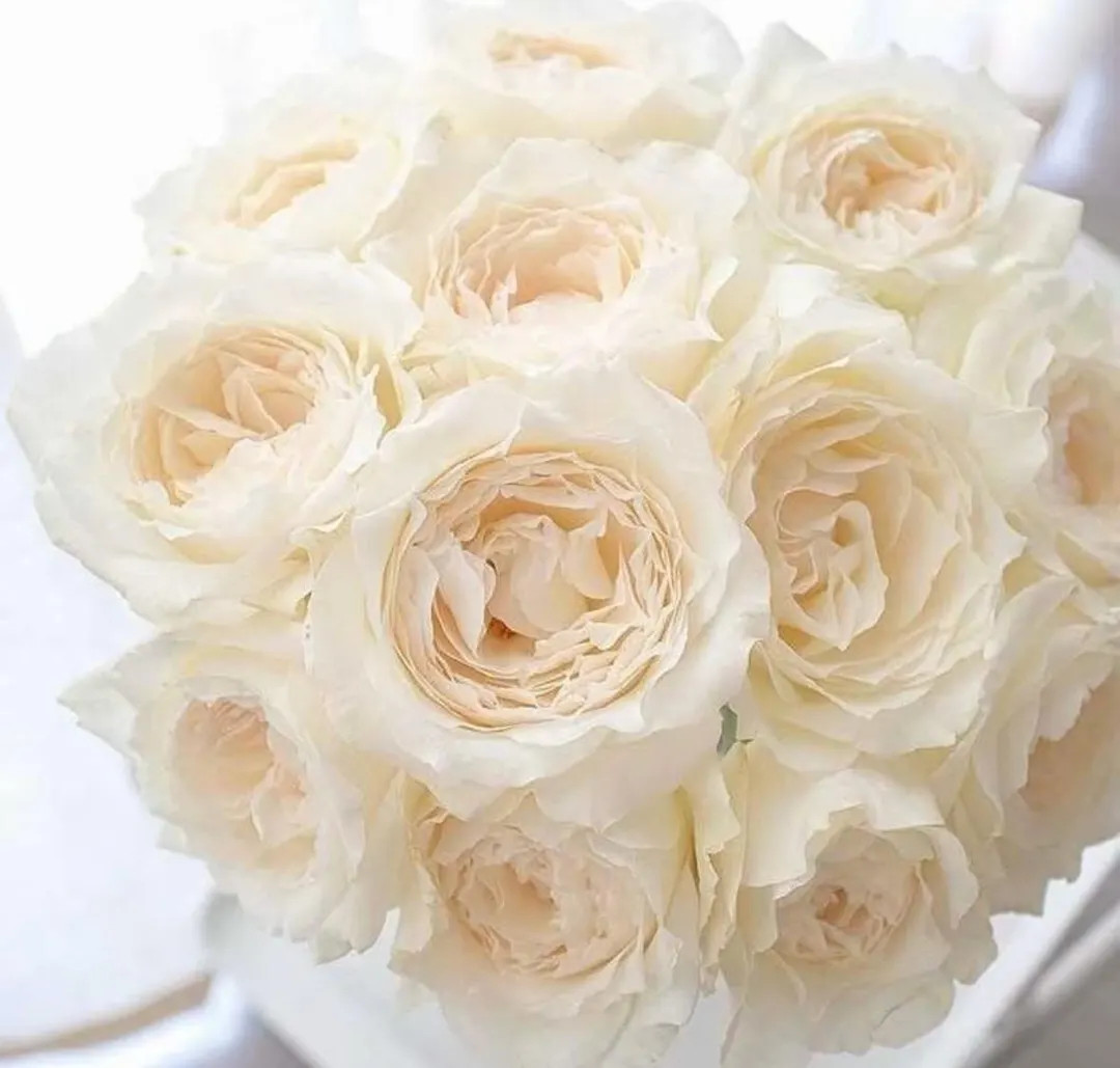 Rose “miyuki” Cut Rose Live Plant Rare Color Shrub, Ownroot 6 Inch - Etsy | Etsy (US)