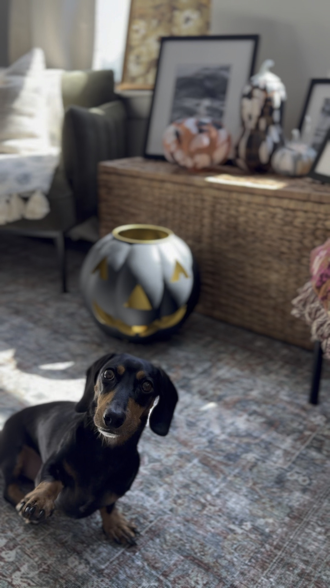 Cute mini dachshund not included #fallvibes #eclecticdecor #cozydecor

#LTKHome #LTKHoliday #LTKHalloween