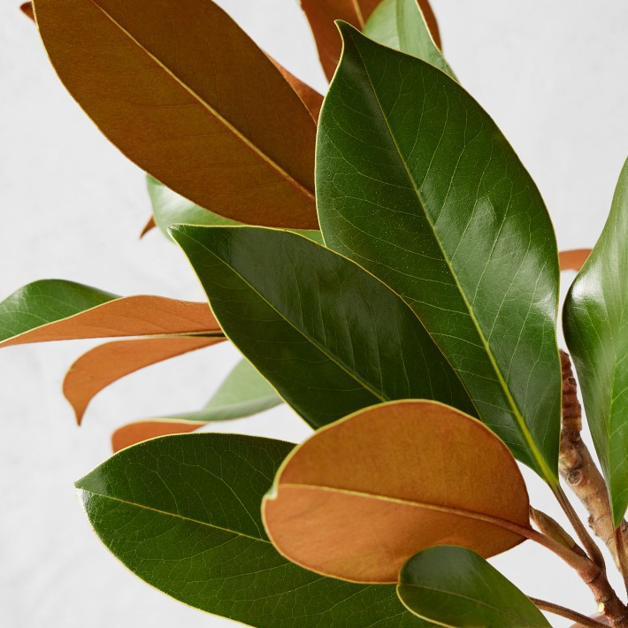 Fresh Magnolia Branches | Williams-Sonoma