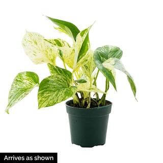 Spring Hill Nurseries Marble Queen Pothos Variegated Foilage Houseplant Live Potted Plant in a 4 in. | The Home Depot
