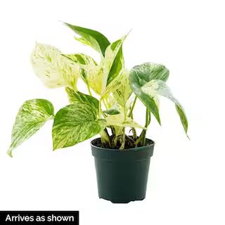 Spring Hill Nurseries Marble Queen Pothos Variegated Foilage Houseplant Live Potted Plant in a 4 in. | The Home Depot