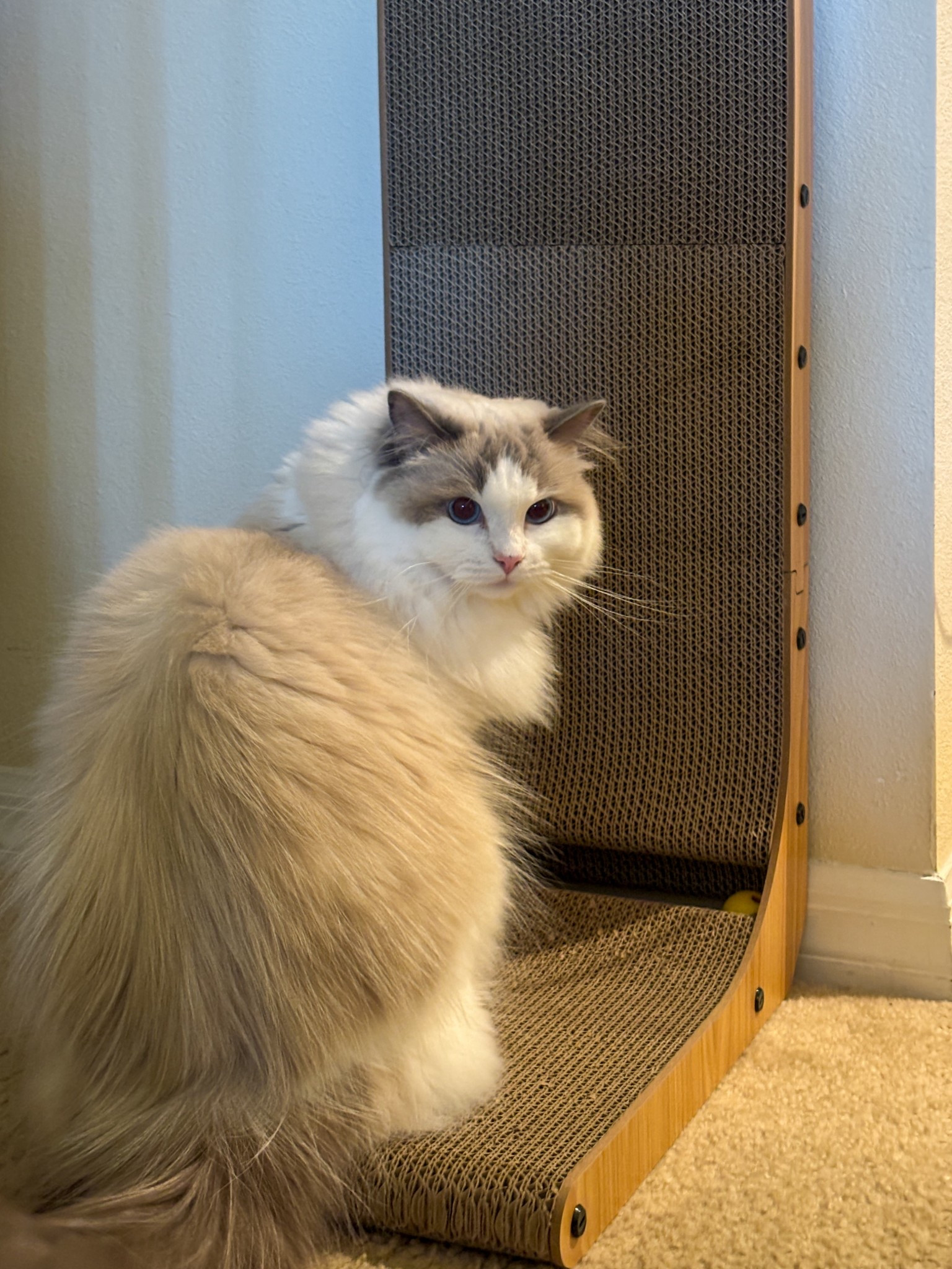 Sabrina immediately fell in love with her new scratcher. This scratcher is the perfect purchase for any cat owner! #LTKPets

#LTKFindsUnder50 #LTKHome