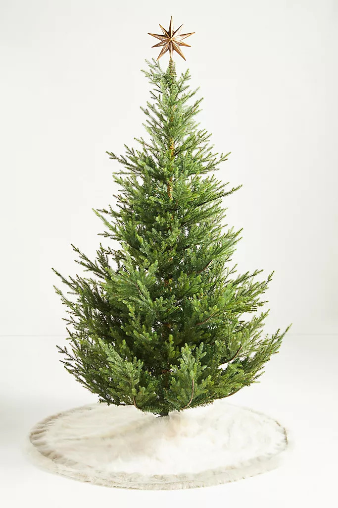 Josie Tree Skirt | Anthropologie (US)