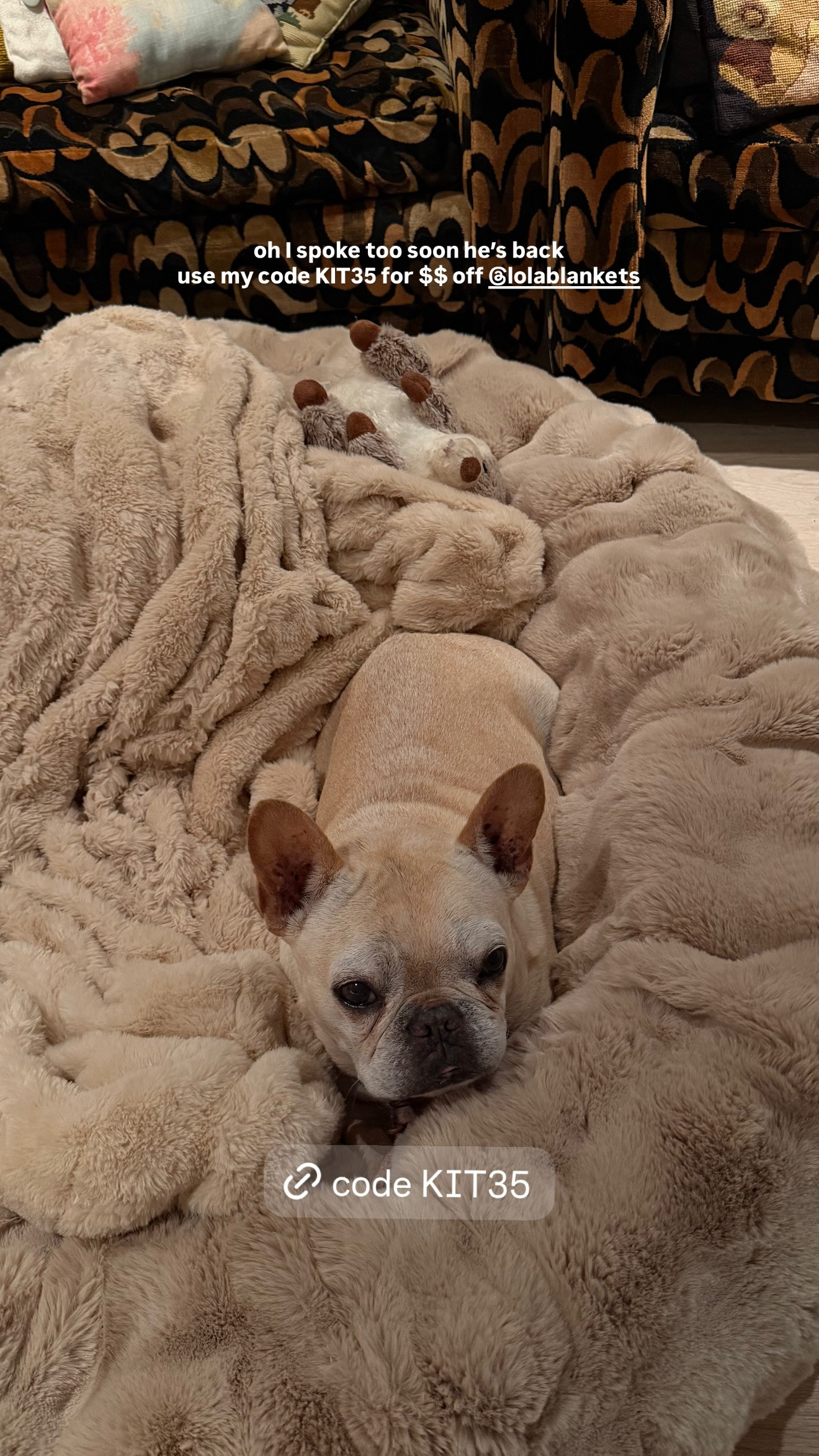 The coziest dog bed there is!! 

 #LTKSaleAlert