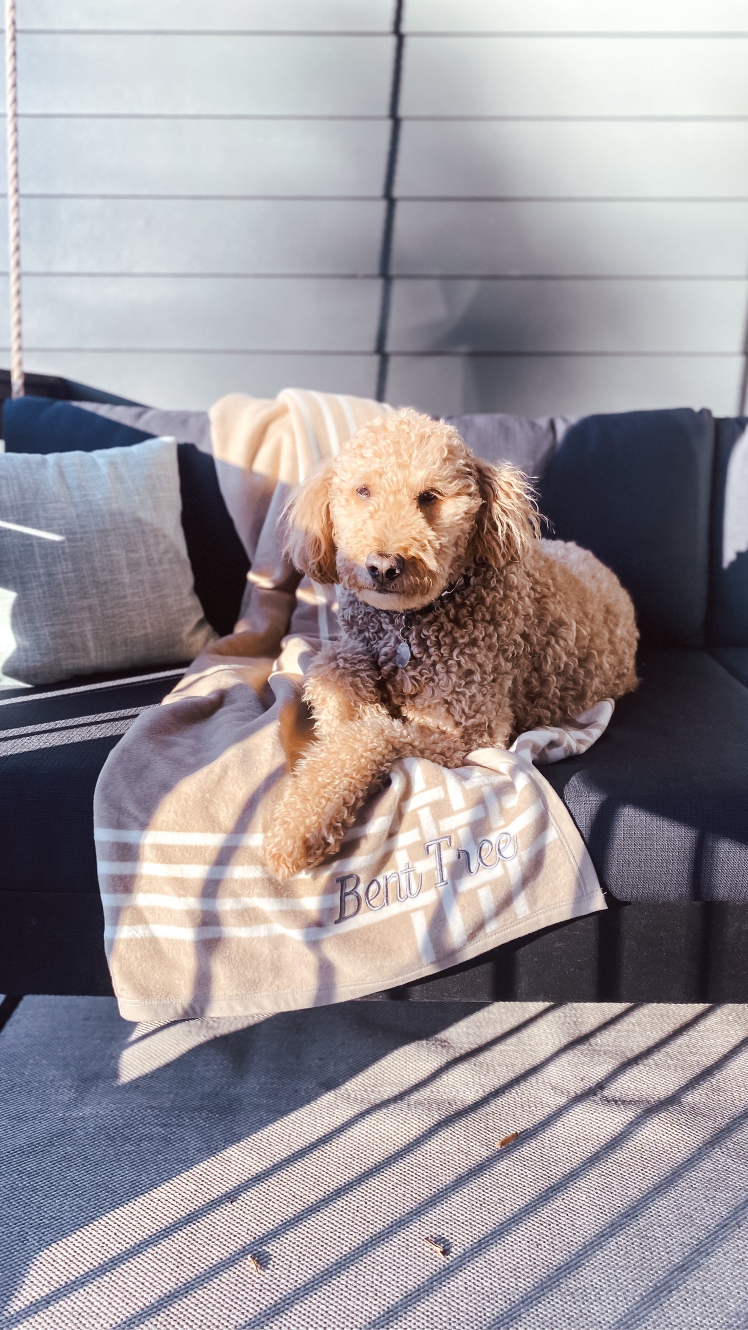 Daybed swing.  Graham always finds the best lounging spots at BTL!  

#LTKHome