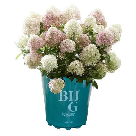 Better Homes & Gardens 1.5 Gallon Hydrangea Little Love Pink Living Creation Shrubs Live Plants Outdoor, Partial Sun | Walmart (US)