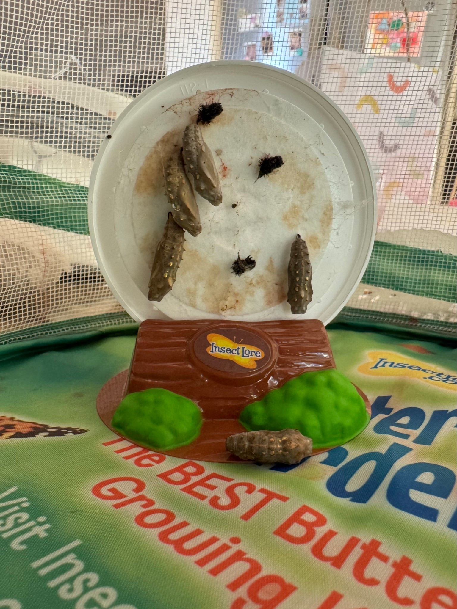 The most fun spring activity! Raise your own caterpillars and watch them grow into butterflies 🐛🦋

#LTKKids