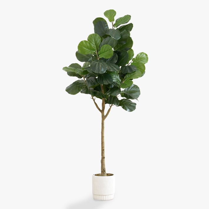 Fiddle Leaf Fig Artificial Tree | Pottery Barn Teen