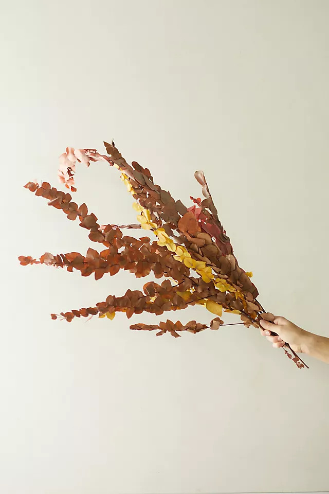Preserved Stuartiana Eucalyptus Bunch | Anthropologie (US)