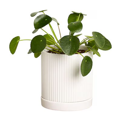Greendigs  Pilea Plant in 5-in Ceramic Pot | Lowe's