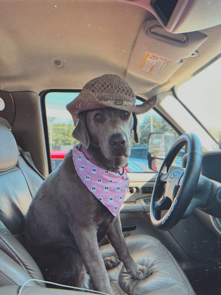 My little coastal cowgirl pup 🤠🌊🤍🐾

How cute is this Halloween dog bandana 😍 


#LTKHalloween #LTKHoliday #LTKSeasonal