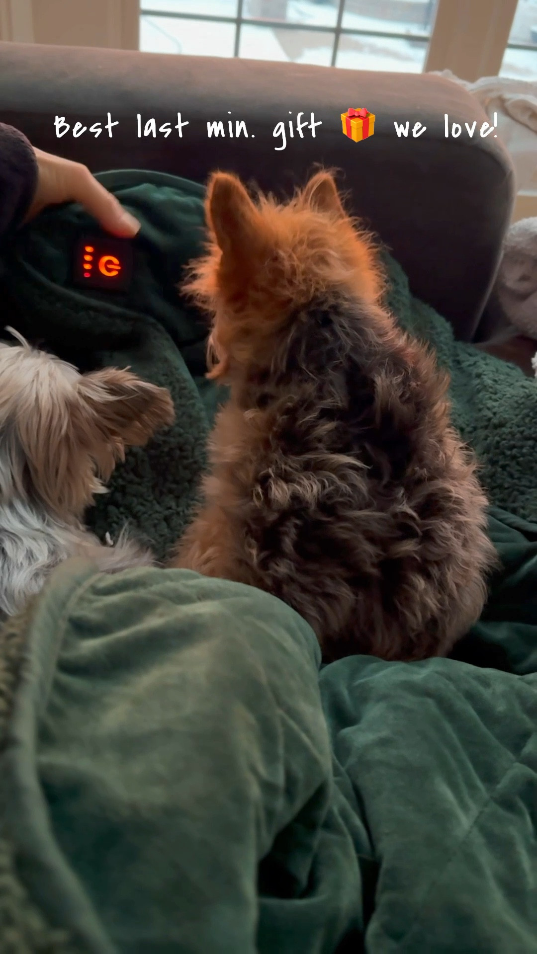 Looking for a last-minute gift? This cozy heating blanket is perfect for keeping your furry friends and you warm and comfy!
- automatic shut off coziest heating blanket - machine washable

#ltkgiftguide #ltkover40 #ltkhome

#LTKFindsUnder100 #LTKSaleAlert #LTKFindsUnder50