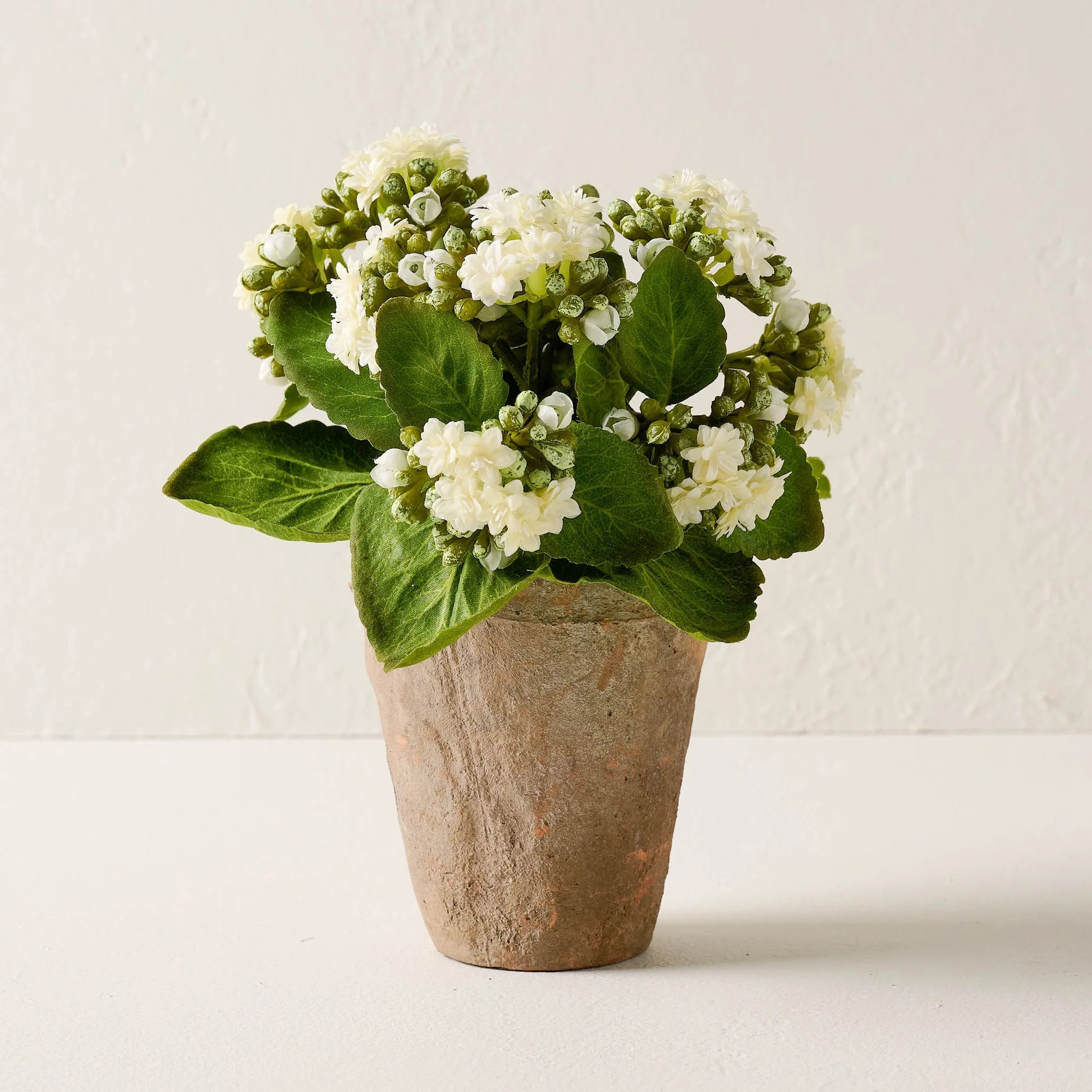 Potted Bouvardia Flower 

 #LTKHome