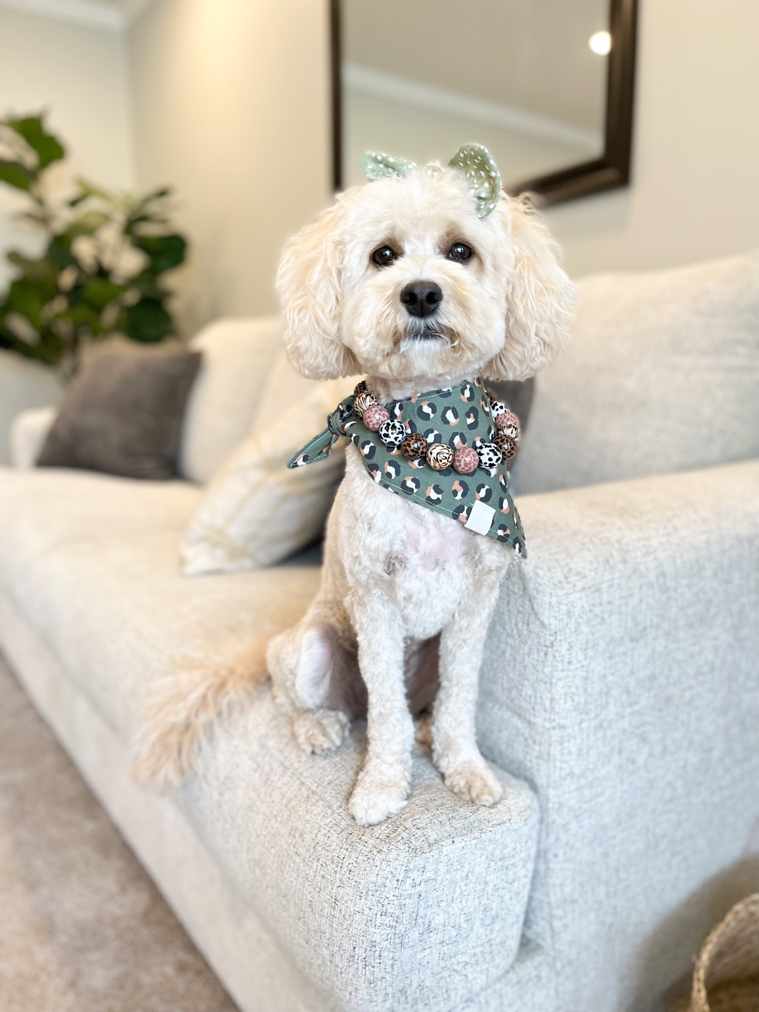 #dogbandana #dognecklace #doghairbow #homedecor #cavapoo #poodle 

#LTKSeasonal #LTKhome