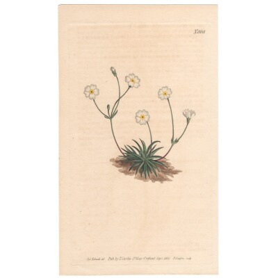 Curtis Botanical Magazine 1805 hand-colored engraving  868 Grass Androsage | eBay US