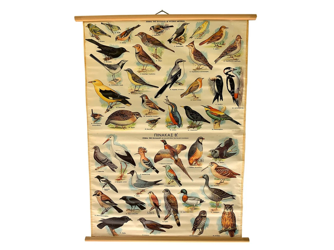 Birds of Greece Chart, Vintage Pull Down School Chart, Natural History Bird Poster, Greek Wall Ma... | Etsy (US)