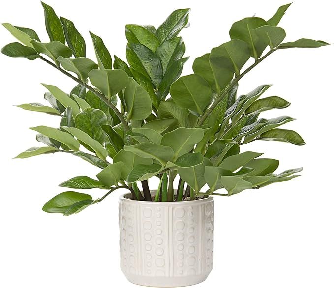 Briful Faux Plants Indoor 17" Artificial ZZ Plants in Ceramic Pot Fake Potted Plants for Home Liv... | Amazon (US)