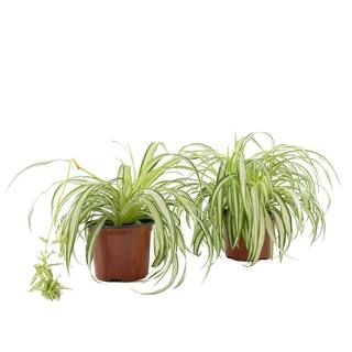 Spider Plant (Chrlophytum) in 6 in. Grower Containers (2-Plants) | The Home Depot